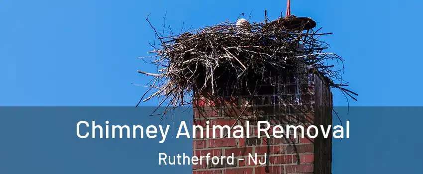  Chimney Animal Removal Rutherford - NJ
