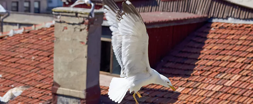 Residential Chimney Animal Removal Solution in Rutherford, NJ