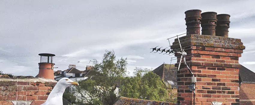 Chimney Cleaning And Restoration in Rutherford, New Jersey